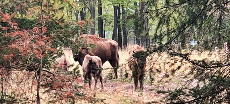 bison in the Veluwe area, the Netherlands