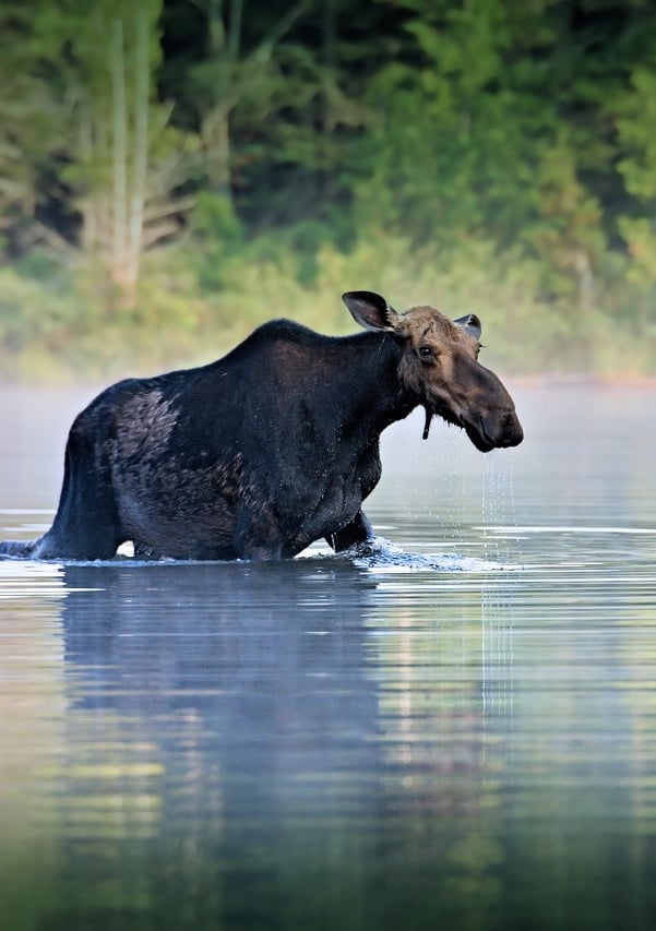 moose rewilding watershed