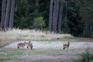 A wolf pack in the Dutch field close to a forest.