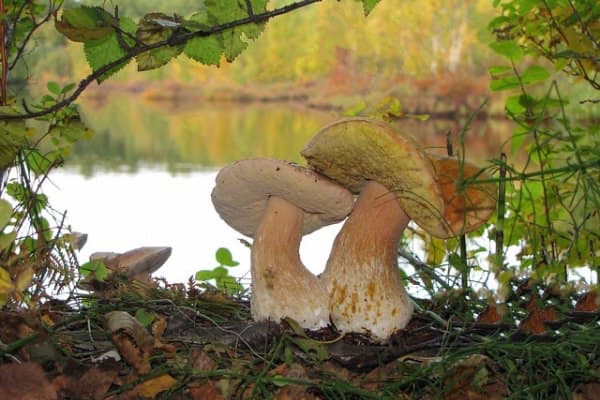 role of fungi in ecosystem restoration