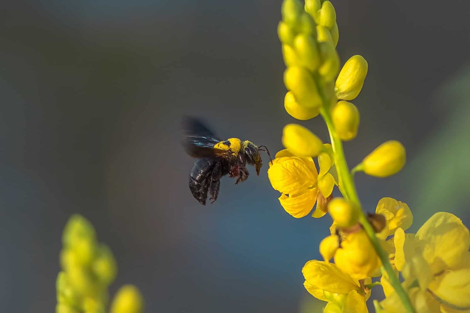 Climate change and insects Rewilding Academy