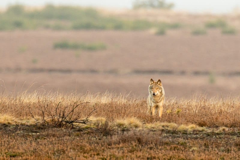 wolf op de veluwe