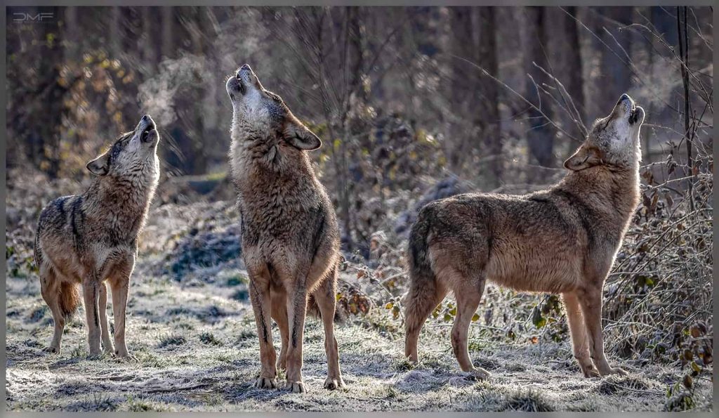 rewilding wolves