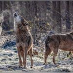 Rewilding event – The return of wolves in the Netherlands