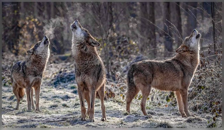 Rewilding event – The return of wolves in the Netherlands
