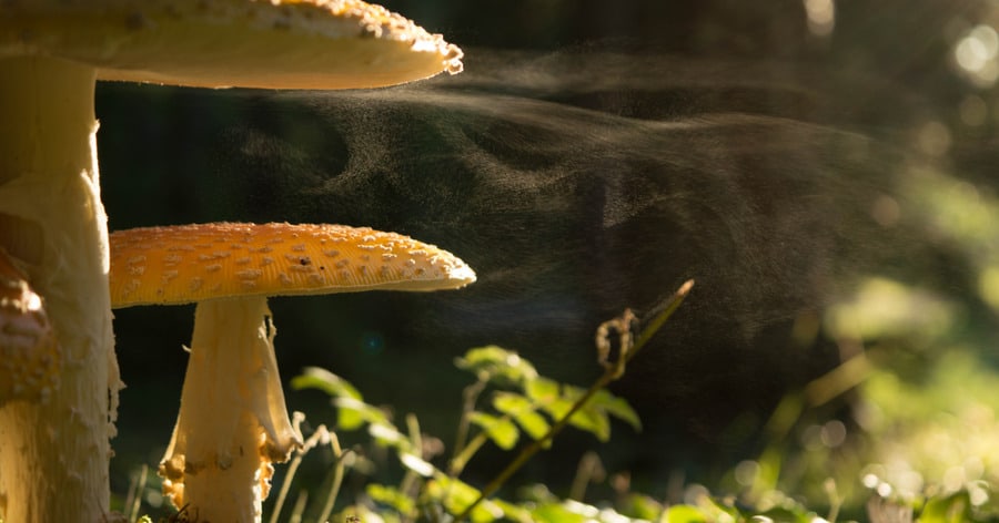 Agaric mushroom ejecting spores with force in a forest.