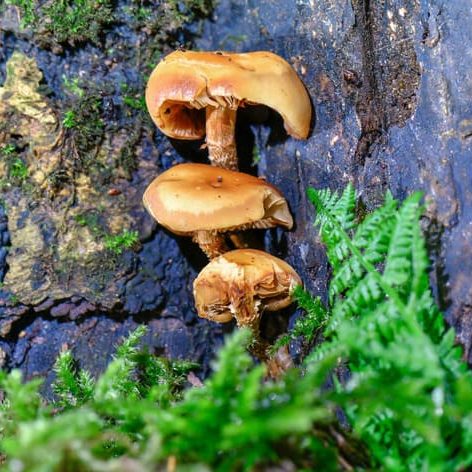 Mushrooms growing on a tree in rain.