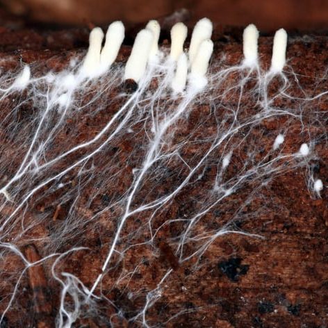 Visible mycorrhiza of fungi.
