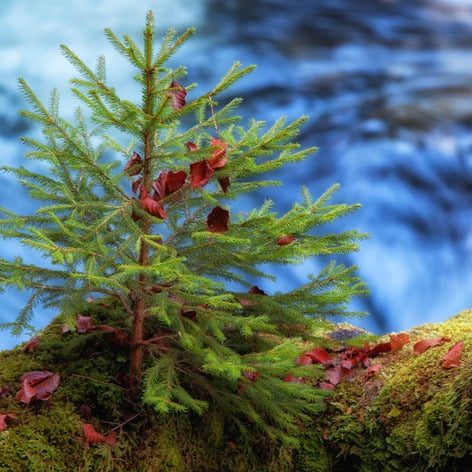 A tree growing symbiotically on a tree above a river.