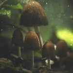 Fungi restoring ecosystems and climate: Rewilding from the bottom up