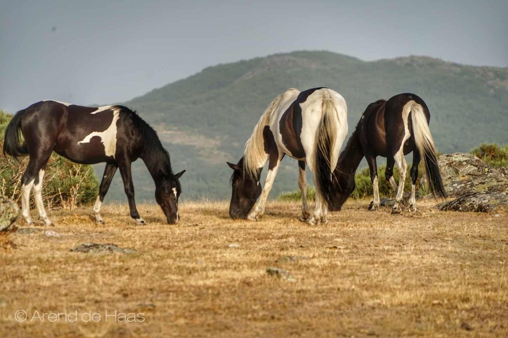 Three wild horses grazing in a wild mountaineous landscape.