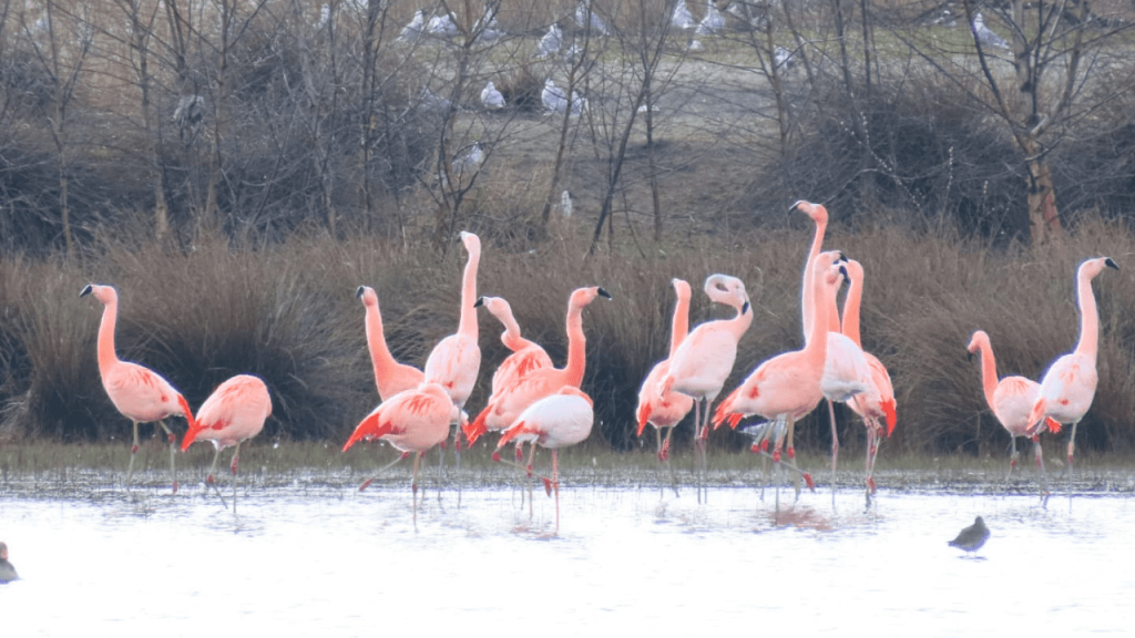 Flamingos standing in water in the winter landscape of the Dutch - German nature area Zwillbrocker Venn.