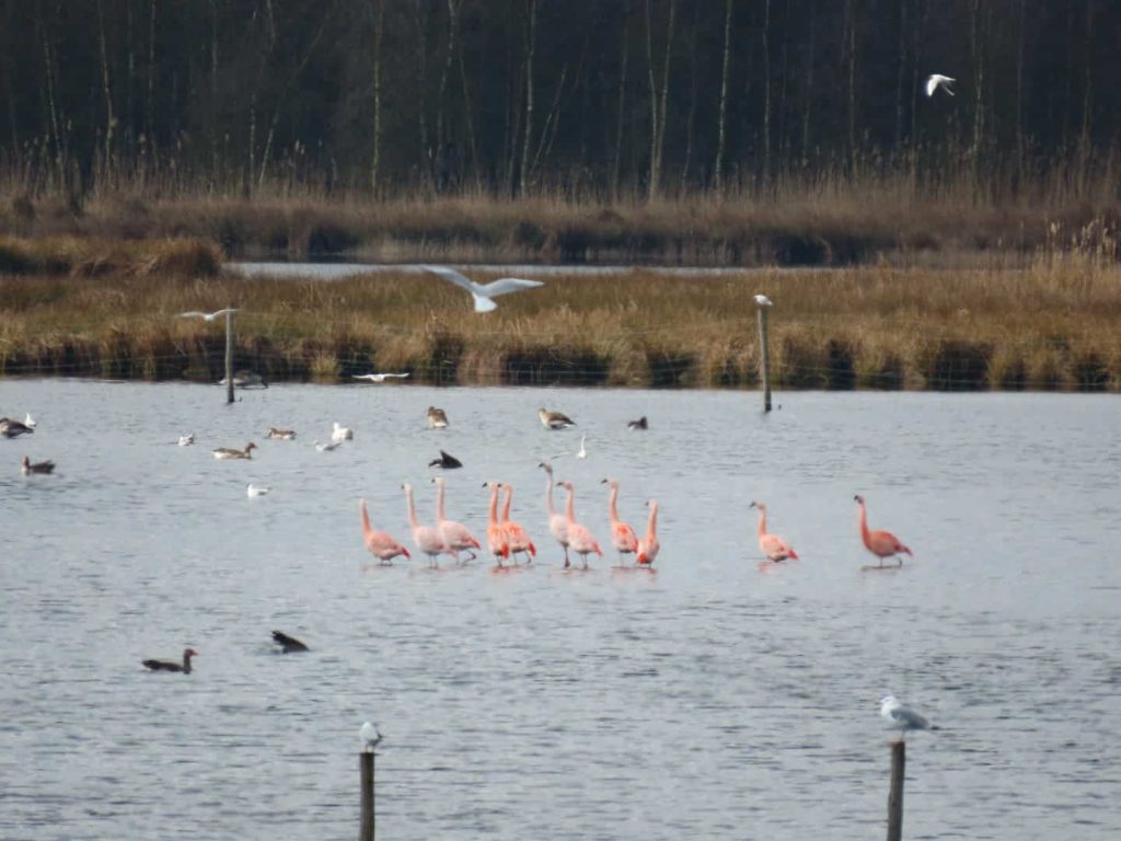 Flamingos standing in water in the Zwillbrocker Venn nature reserve with seaguls flying around.