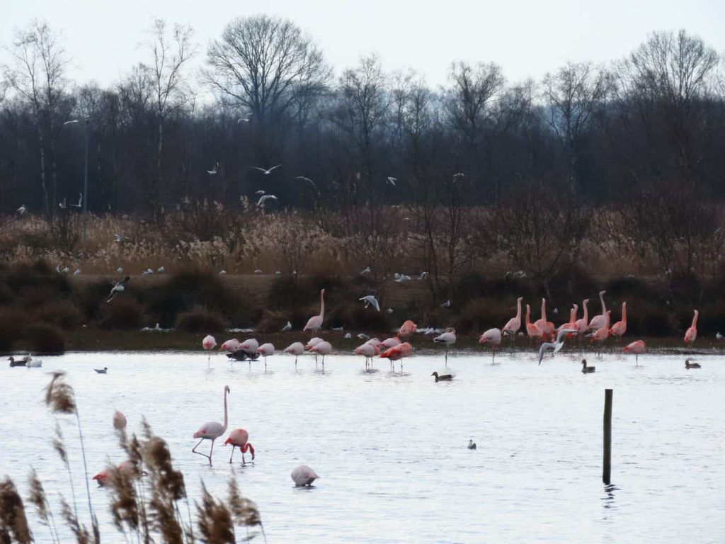 Flamingos in the Zwillbrocker Venn nature reserve - a popular birdwatching location at the Dutch-German border.