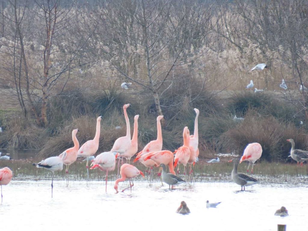 Focus on flamingos standing in the water in the Zwillbrocker nature reserve in the Netherlands.