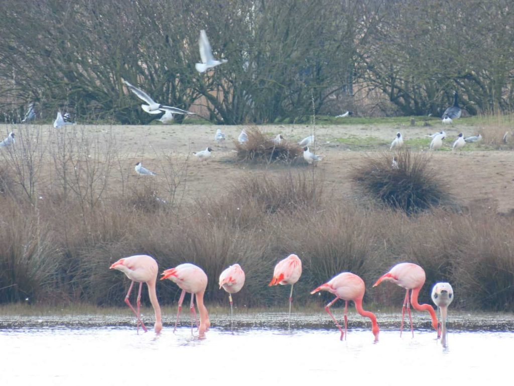Flamingos feeding with their heads stuck under water in the Zwillbrocker Venn nature reserve at the German-Dutch border.