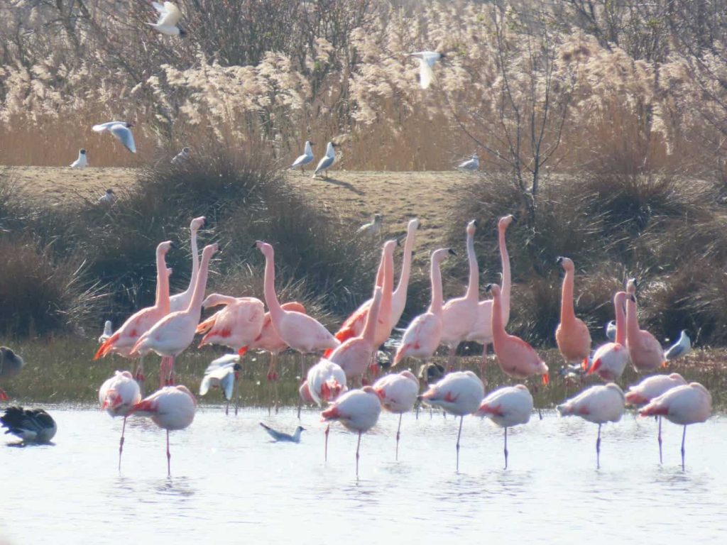 Flamingos close to the Netherlands in the Zwillbrocker Venn nature reserve. 