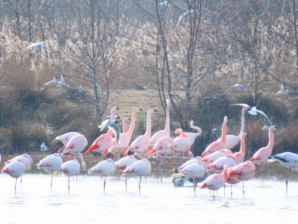 Flamingos in Germany, close to the Dutch border resting in the water.