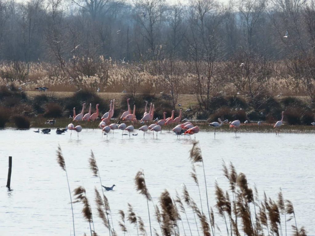 Flamingos in the water in the Dutch-German Zwillbrocker Venn nature reserve.