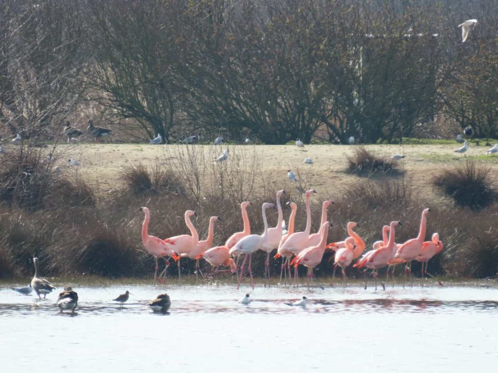 Flamingos in water in the Netherlands.