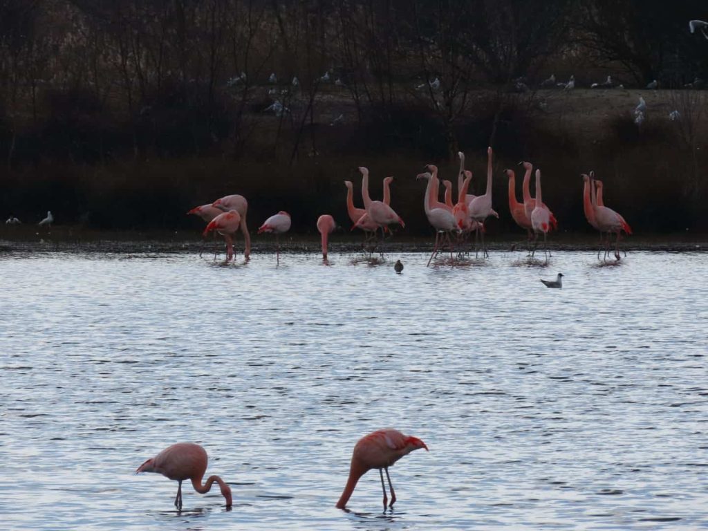 2 flamingos feeding with their heads under water in the Dutch-German nature reserve Zwillbrocker Venn.