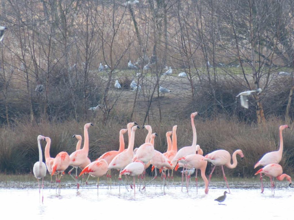 Flamingos in water.