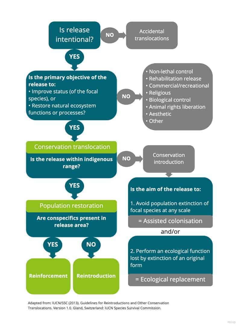 IUCN Reintroduction Guidelines Rewilding Academy   Species Translocation Reintroduction Diagram 