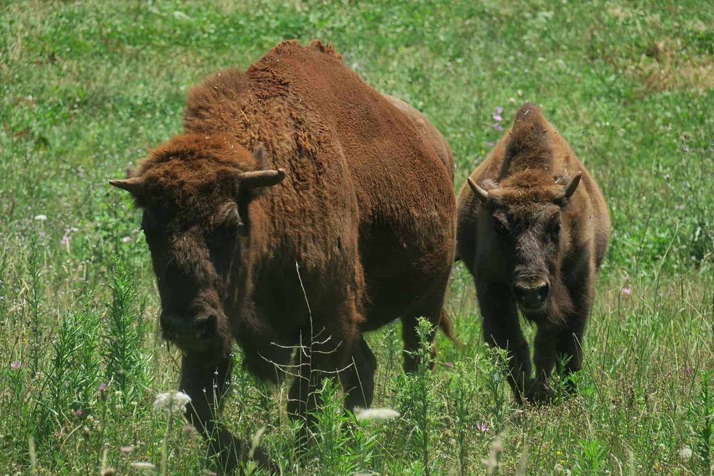 Balkan wisent or bison