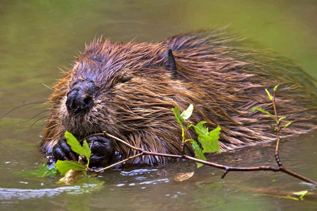 Beavers can tackle climate change and other environmental challenges we face, one stick at a time