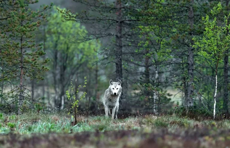 Future Challenges in Wolf Recolonisation