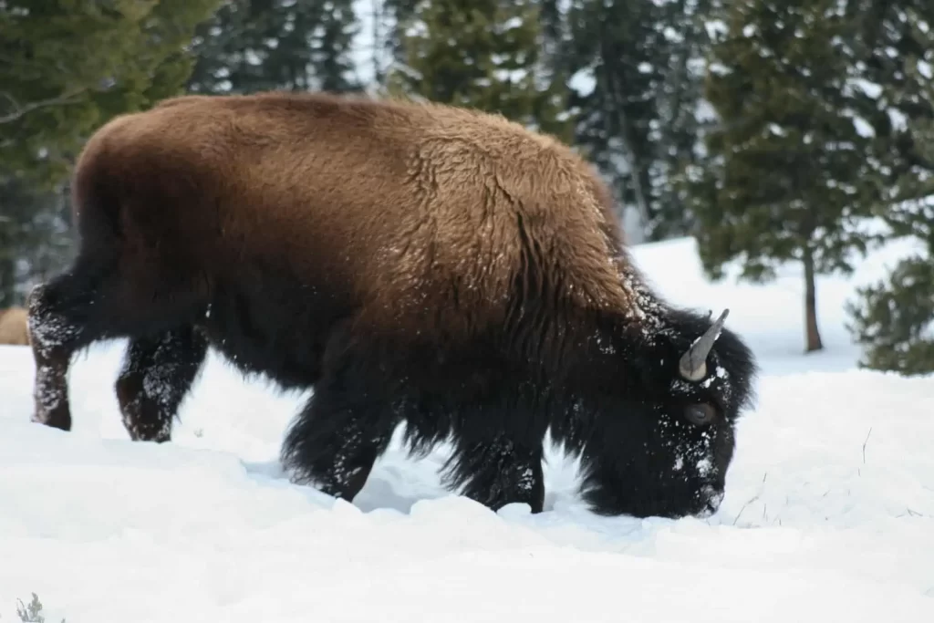 American bison