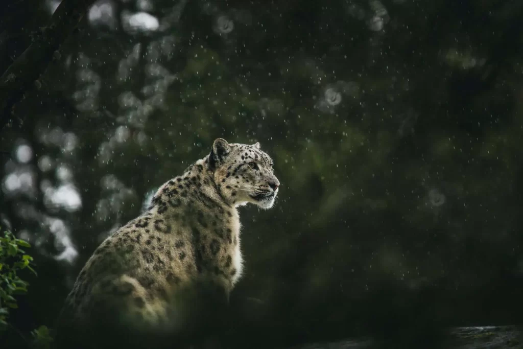 Snow leopard