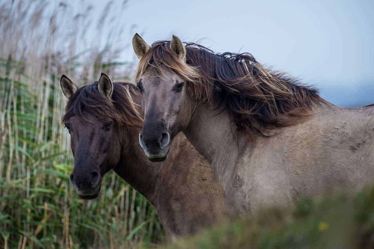 Konik horses are not tarpans