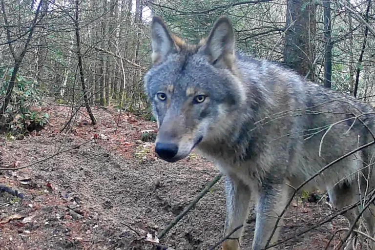 Wolf in Nederland