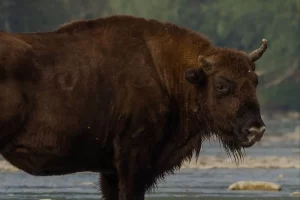 Rewilding Our Planet: Global Perspectives, Local Actions