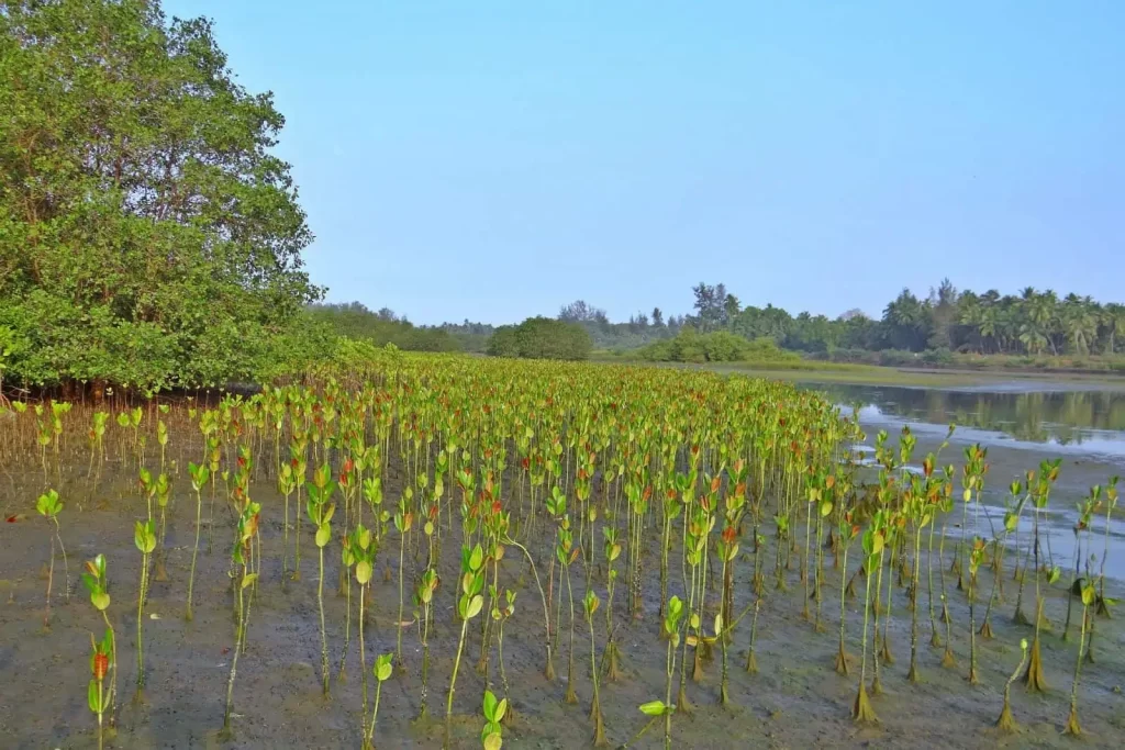 Mangrove biodiversity course