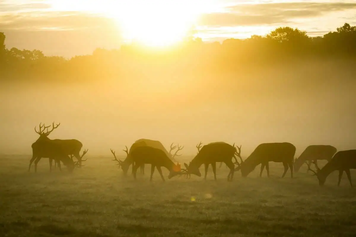 Red deer (photo: Diana Parkhouse/Unsplash)