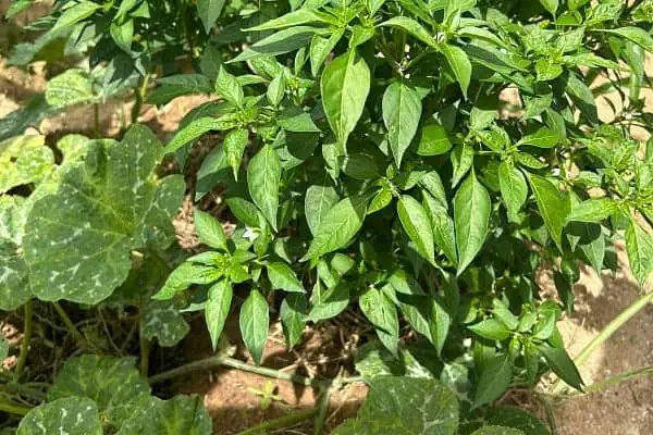 Zimbabwe elephant chili