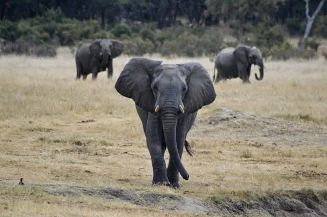 Zimbabwe elephant