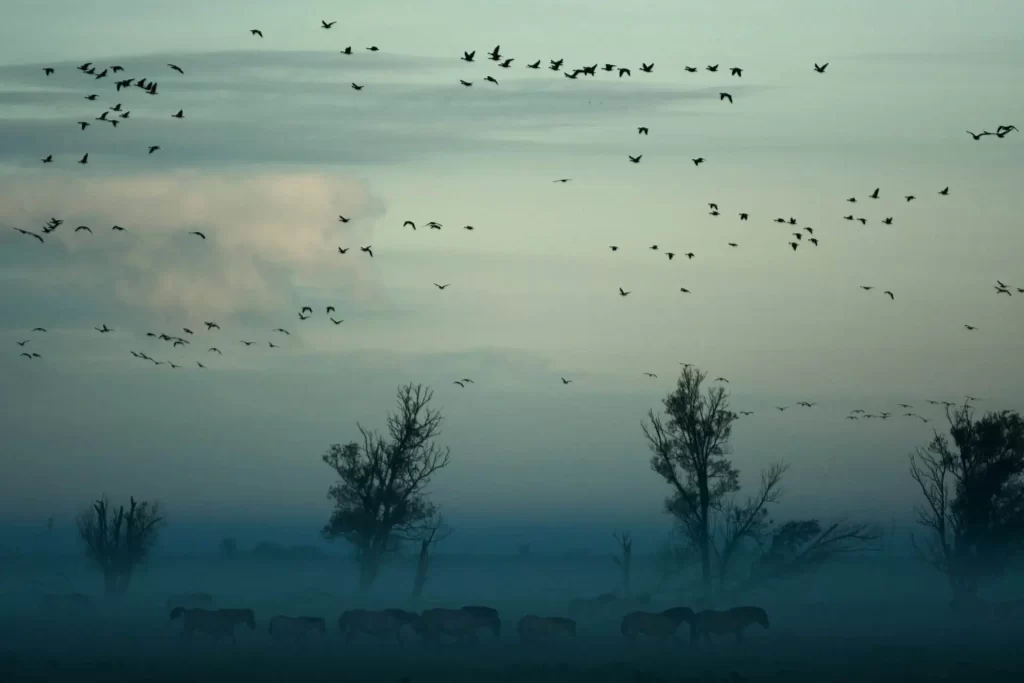 Frans Vera -Oostvaardersplassen