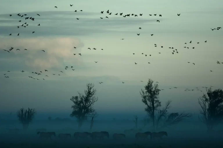 Frans Vera -Oostvaardersplassen