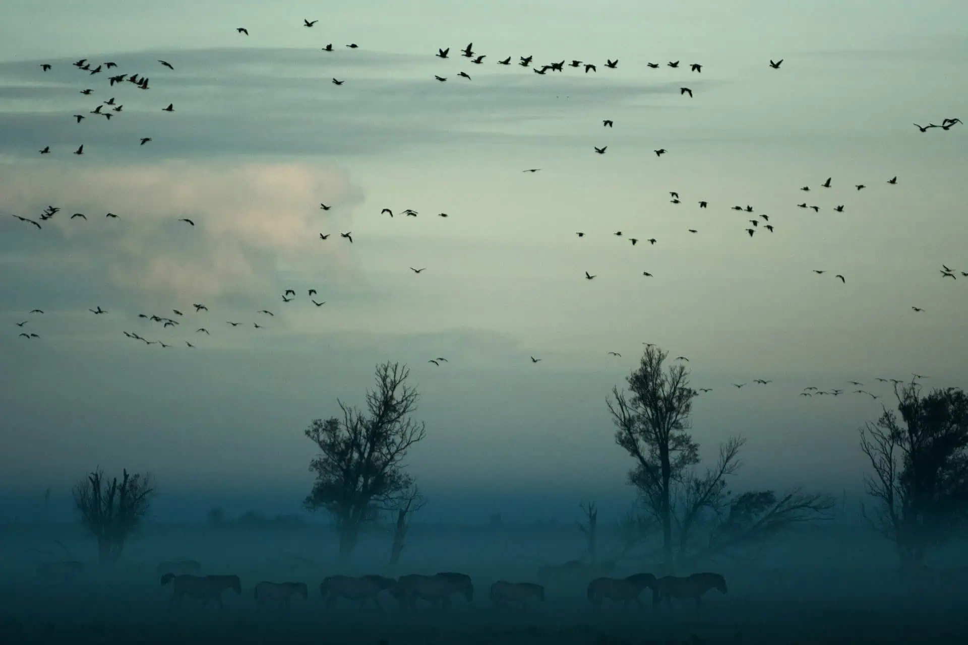 Frans Vera -Oostvaardersplassen