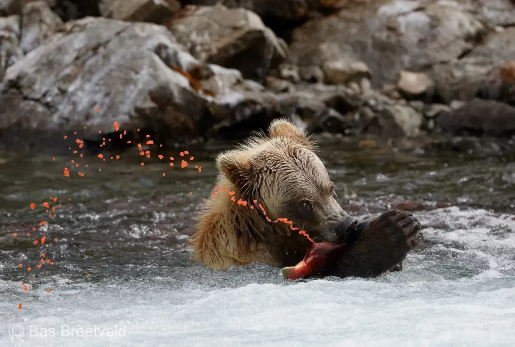 Grizzly bear in Katmai National Park, Alaska (Photo: Bas Breetveld)