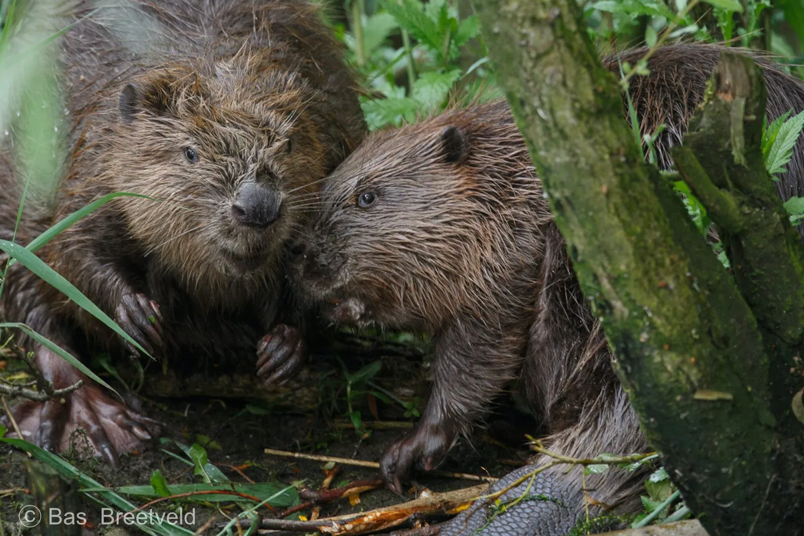 Beaver couple in the Biesbosch National Park, The Netherlands (Photo: Bas Breetveld)