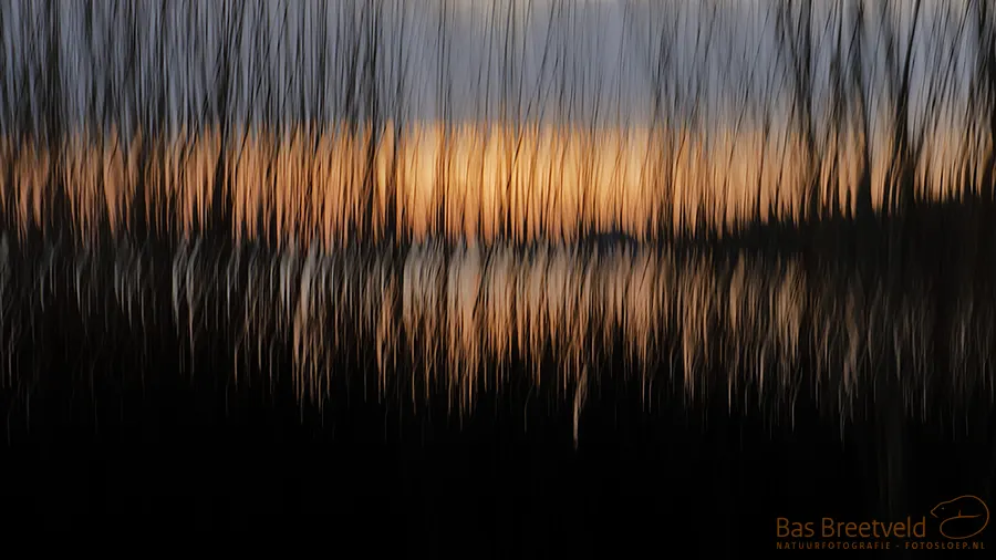 Biesbosch National Park, The Netherlands (Photo: Bas Breetveld)