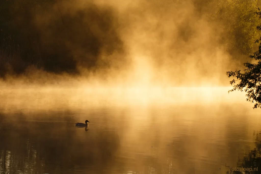 Biesbosch at sunrise (Bas Breetveld)