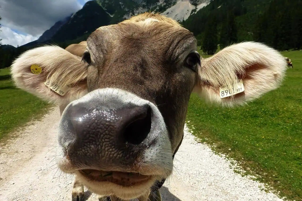 Swiss brown cow using a brush to scratch its back in first described case of tool use in cattle