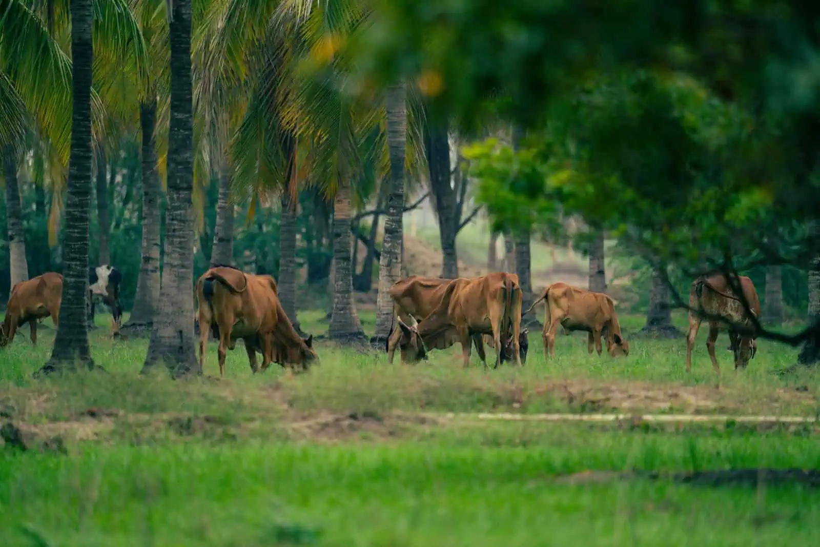 Ecosystem Based Adaptation course