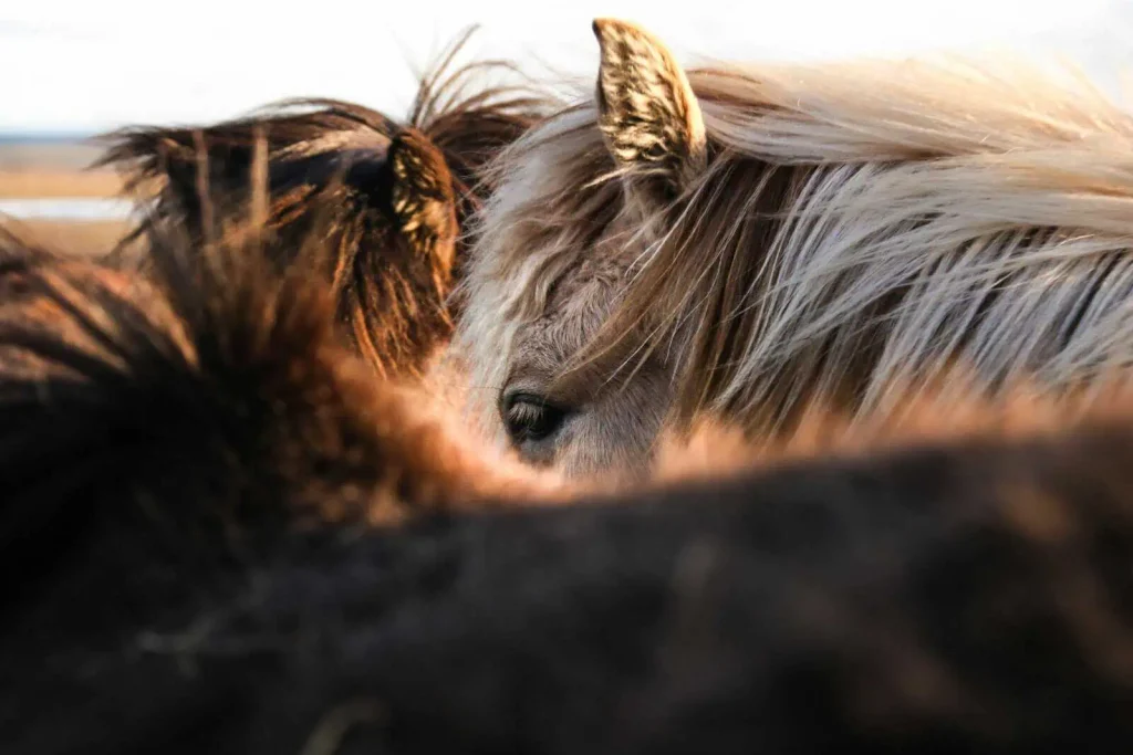 rewilding with feral horses