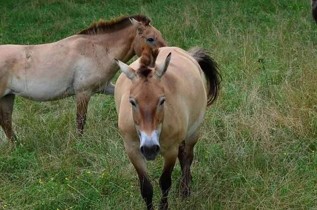 Przewalksi horses